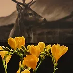 Alpesi faház Mésange *